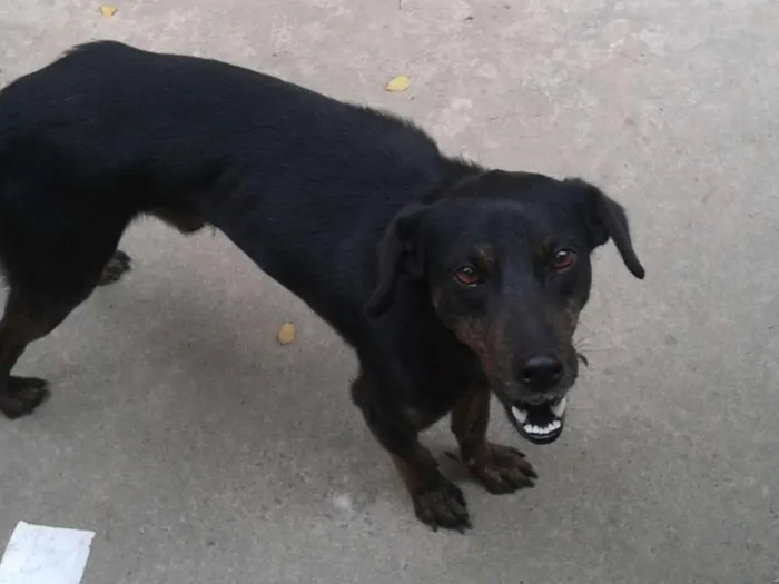 Cachorro raça Golden Retriever e Vira-lata. idade 6 ou mais anos nome Ruskhy e Spaiky