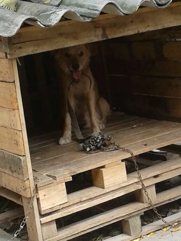 Cachorro raça Golden Retriever e Vira-lata. idade 6 ou mais anos nome Ruskhy e Spaiky