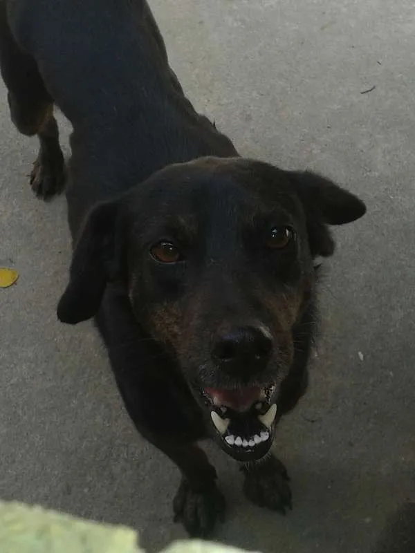 Cachorro raça Golden Retriever e Vira-lata. idade 6 ou mais anos nome Ruskhy e Spaiky