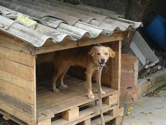 Cachorro raça Golden Retriever e Vira-lata. idade 6 ou mais anos nome Ruskhy e Spaiky