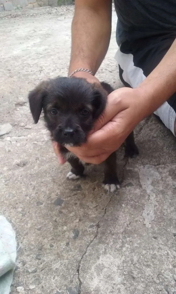 Cachorro ra a SRD idade Abaixo de 2 meses nome À ser dado pelo dono