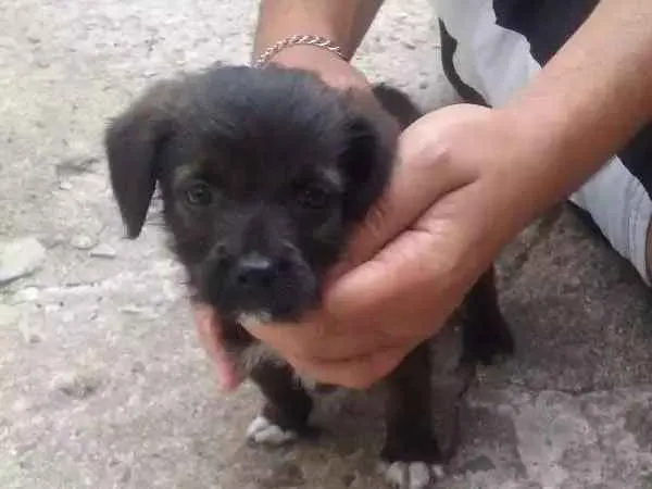 Cachorro ra a SRD idade Abaixo de 2 meses nome À ser dado pelo dono