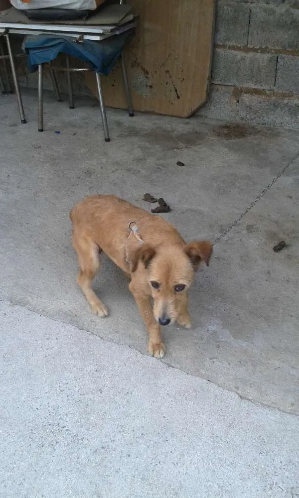 Cachorro ra a Vira lata idade 3 anos nome Princesa