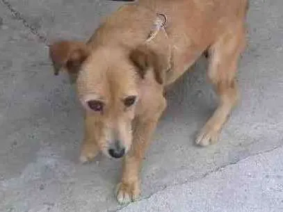 Cachorro ra a Vira lata idade 3 anos nome Princesa