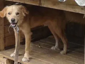 Cachorro raça Golden Retriever e Vira-lata. idade 6 ou mais anos nome Ruskhy e Spaiky