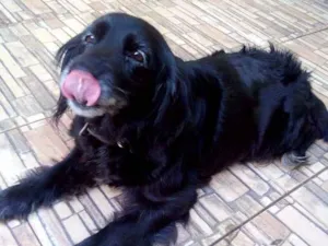 Cachorro raça SRD idade 6 ou mais anos nome pitty