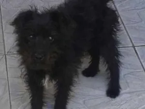 Cachorro raça Podle  idade 7 a 11 meses nome Max
