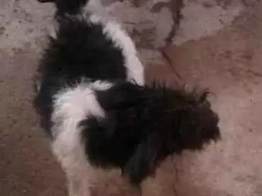 Cachorro ra a Podlle idade 7 a 11 meses nome Todinho