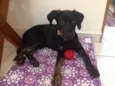 Bela