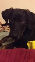 Bela