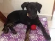 Bela