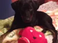 Bela
