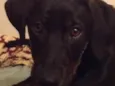 Bela
