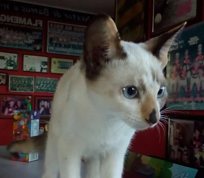 Gato raça Srd idade 2 a 6 meses nome Sem nome