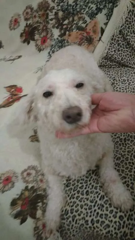 Cachorro ra a POO idade 3 anos nome SAFIRA