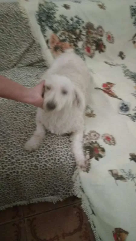 Cachorro ra a POO idade 3 anos nome SAFIRA