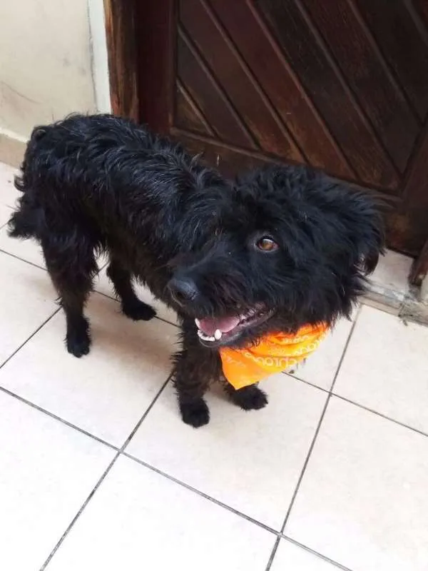 Cachorro ra a MIX idade 1 ano nome PAÇOCA