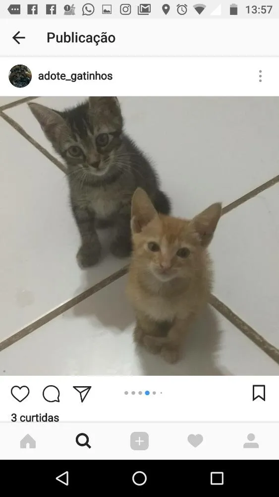 Gato ra a Sem raça definida idade 2 a 6 meses nome sem nome