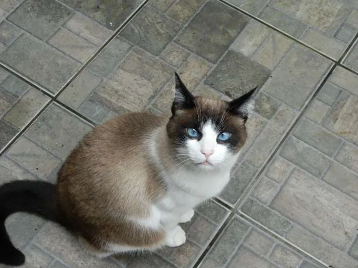 Gato raça  idade  nome Monet