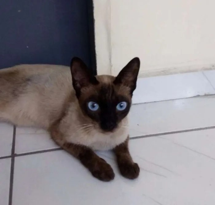 Gato ra a Siamês idade 1 ano nome linda
