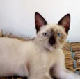 fofo