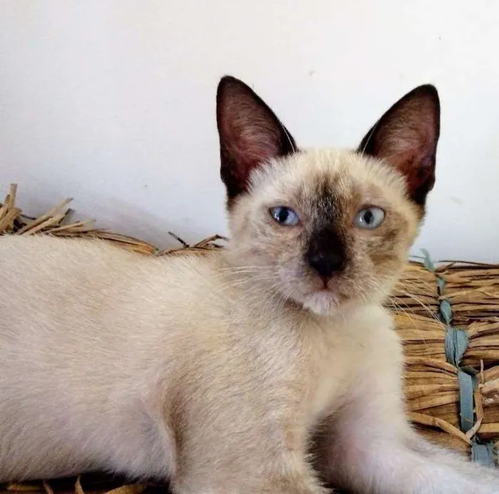 Gato ra a Siamês idade 2 a 6 meses nome fofo