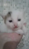 Não tem
