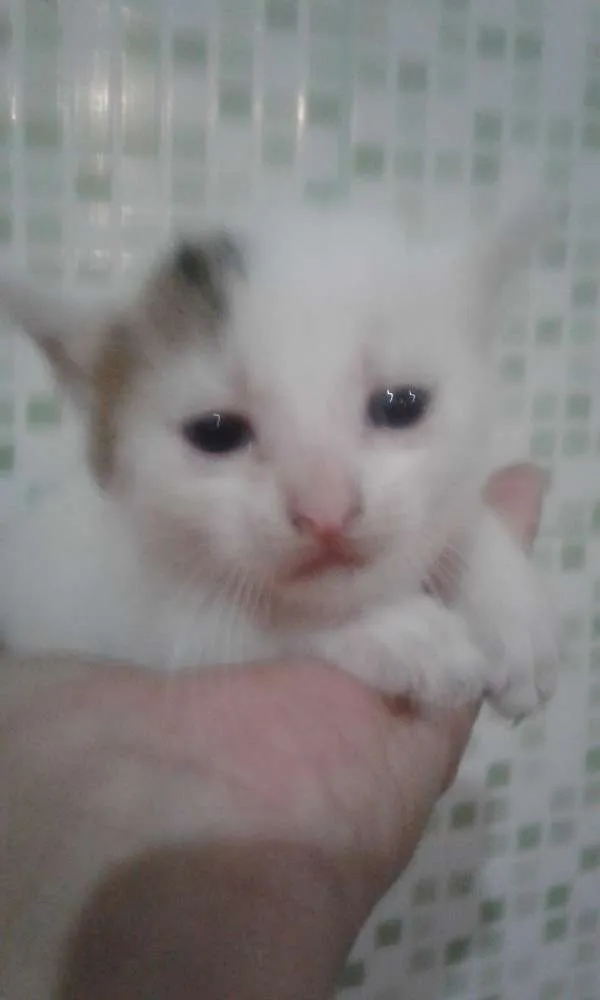 Gato raça  idade Abaixo de 2 meses nome Não tem