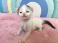 SNOWBELL
