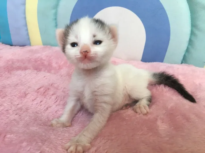 Gato ra a SRD idade Abaixo de 2 meses nome SNOWBELL