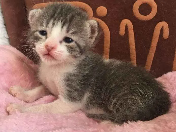 Gato ra a SRD idade Abaixo de 2 meses nome CEREJA