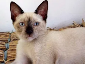 Gato raça Siamês idade 2 a 6 meses nome fofo
