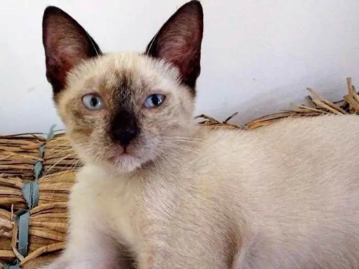 Gato ra a Siamês idade 2 a 6 meses nome fofo