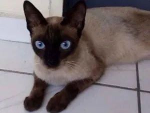Gato raça Siamês idade 1 ano nome linda