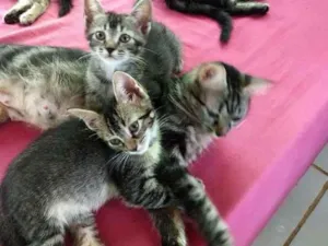 Gato raça Sem raça definida idade 2 a 6 meses nome sem nome