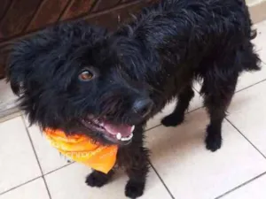 Cachorro raça MIX idade 1 ano nome PAÇOCA