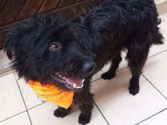 Cachorro ra a MIX idade 1 ano nome PAÇOCA