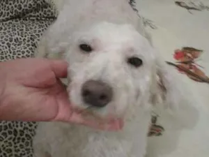 Cachorro raça POO idade 3 anos nome SAFIRA