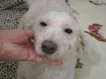 Cachorro ra a POO idade 3 anos nome SAFIRA
