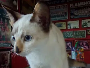 Gato raça Srd idade 2 a 6 meses nome Sem nome