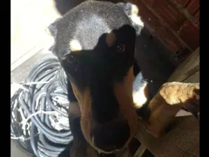 Cachorro raça Mestiça  idade 1 ano nome Saphra 