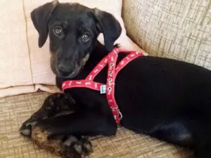 Cachorro raça SRD idade 2 a 6 meses nome Bela