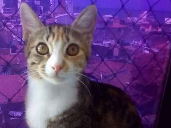 Gato ra a Mestiça idade 2 a 6 meses nome Chiara