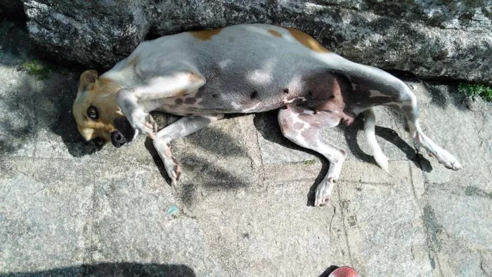 Cachorro raça Nenhuma idade 3 anos nome Clara