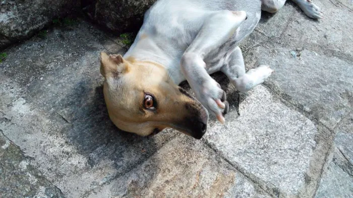 Cachorro raça Nenhuma idade 3 anos nome Clara