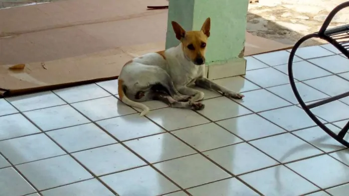 Cachorro raça Nenhuma idade 3 anos nome Clara