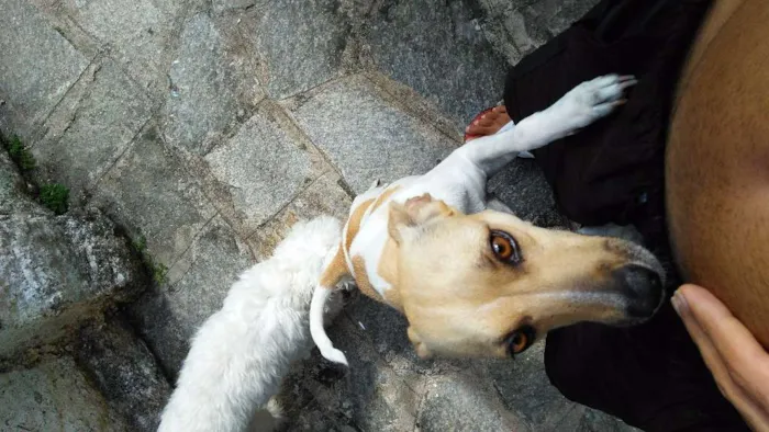 Cachorro raça Nenhuma idade 3 anos nome Clara