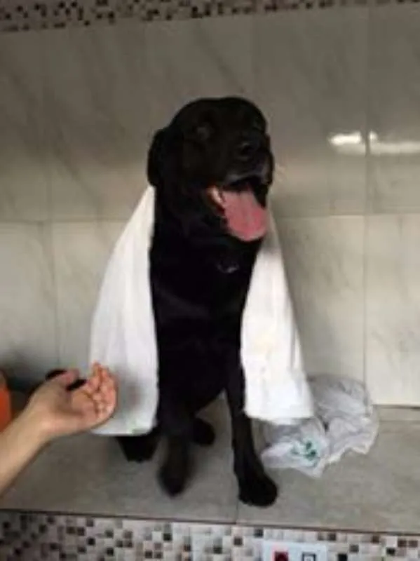 Cachorro ra a Labrador idade 4 anos nome Negão