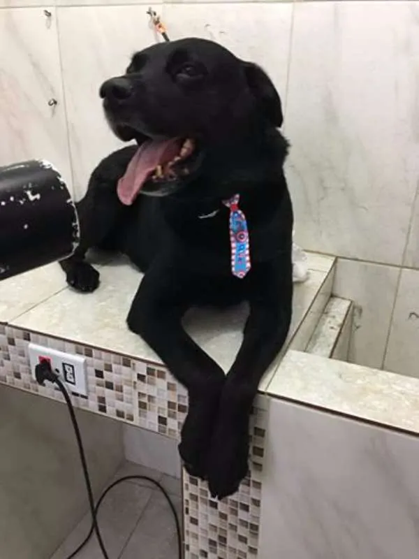 Cachorro ra a Labrador idade 4 anos nome Negão