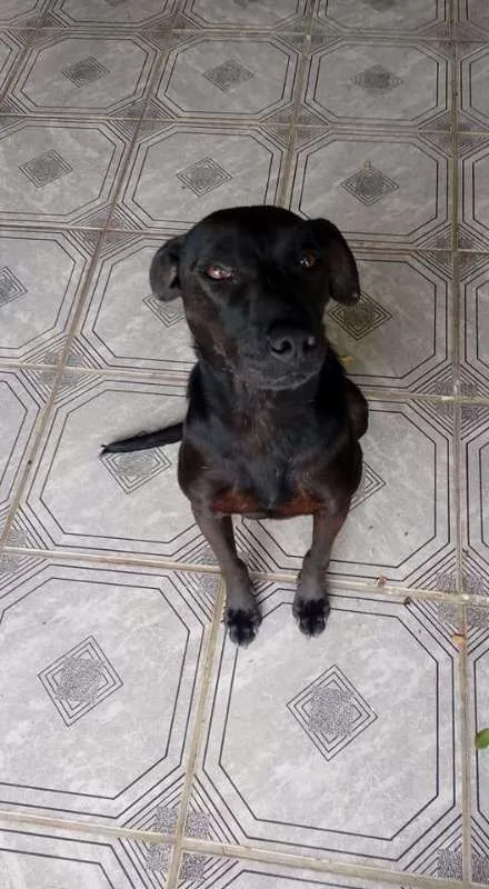 Cachorro raça Sem raça definida idade 2 anos nome Sem nome